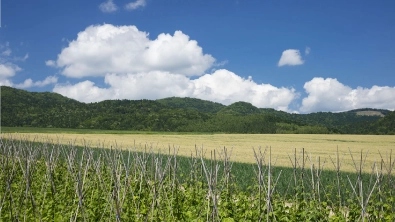 北見市の風景_農地